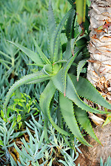 Image showing Aloe Vera - healing plant - detail