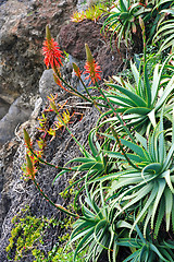 Image showing Aloe Vera flowering - healing plant - detail