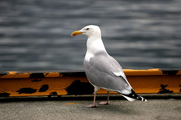 Image showing Seagull