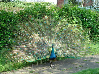 Image showing Peacock