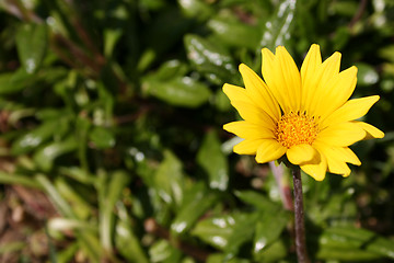 Image showing Compositae Asteraceae Family