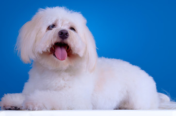 Image showing  havanese dog