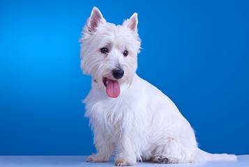 Image showing panting westie