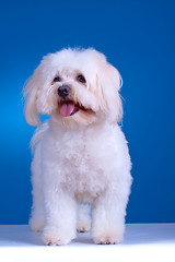 Image showing maltese dog standing 