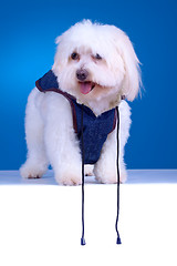 Image showing Bichon puppy with clothes 