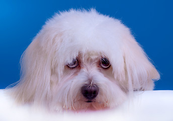 Image showing sad bichon