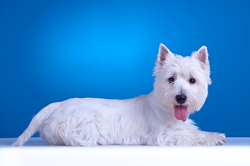 Image showing west highland terrier