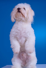 Image showing  dog standing on his hind legs