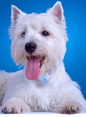 Image showing panting westie