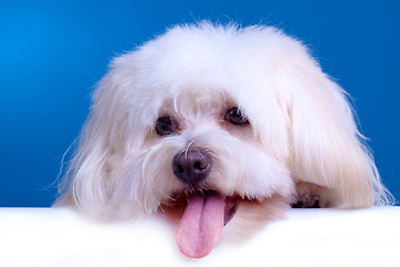 Image showing cute face of a bichon