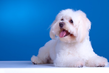 Image showing maltese dog