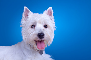 Image showing face of a westie