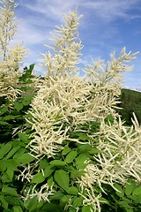 Image showing Goatsbeard