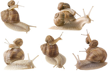 Image showing piggy back snails