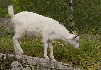 Image showing Goat