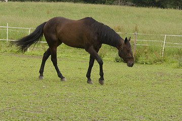 Image showing Horse