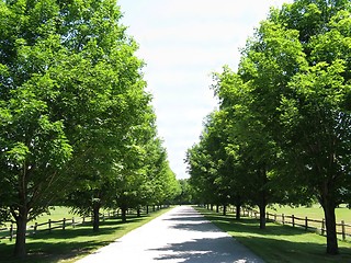 Image showing a bright lane on a summers day