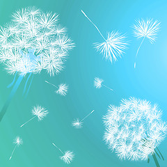 Image showing Dandelions