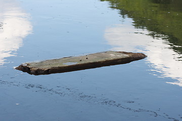 Image showing driftwood