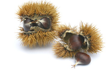 Image showing CHESTNUT