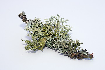 Image showing Shrub-lichen