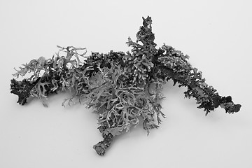 Image showing Shrub-lichen