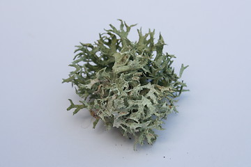 Image showing Shrub-lichen