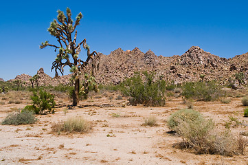 Image showing Joshua Tree