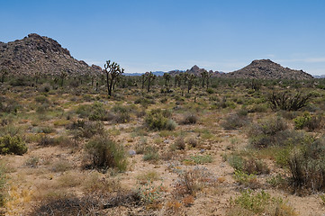 Image showing Joshua Tree