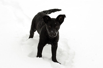 Image showing Black Lab