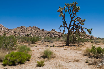 Image showing Joshua Tree