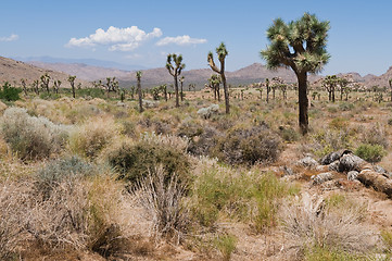 Image showing Joshua Tree