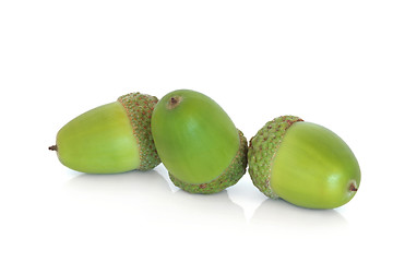 Image showing   Acorns