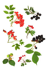 Image showing Autumn Fruit Harvest