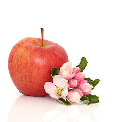 Image showing  Red Apple and Flower Blossom