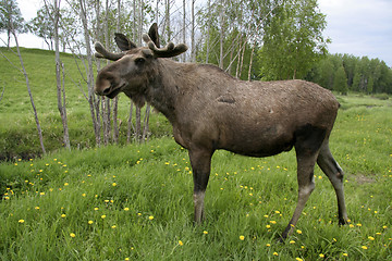 Image showing Moose