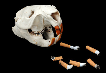 Image showing Beaver's Skull and Cigarette Butts