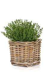 Image showing Thyme Herb Plant