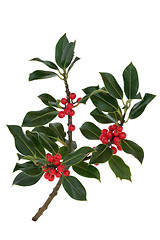 Image showing Holly Berry and Leaf Sprig