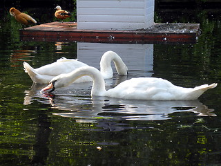 Image showing Two mute swans