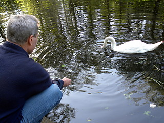 Image showing Mute swan makes a living from hands