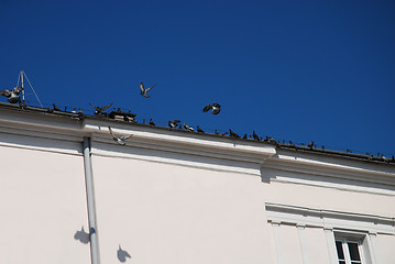 Image showing Pigeons roost on tile roof of building
