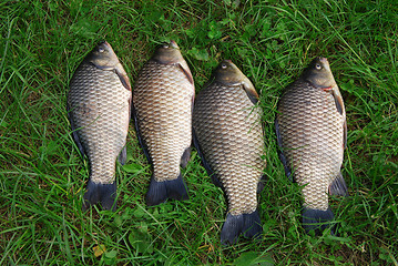 Image showing The Crucian Carp (Carassius carassius) 