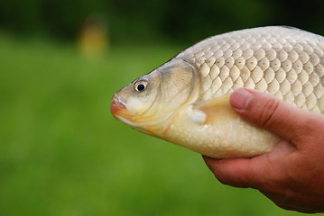 Image showing The Crucian Carp (Carassius carassius) 