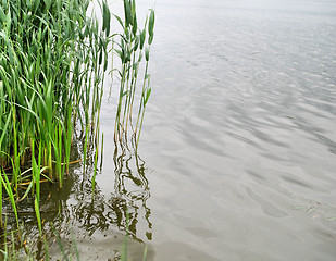 Image showing reeds at the lake