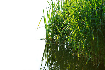 Image showing reeds at the lake