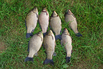 Image showing The Crucian Carp (Carassius carassius) 