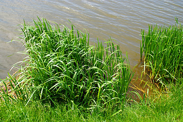 Image showing reeds at the lake