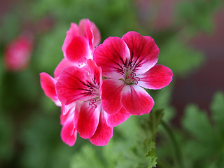 Image showing Geranium