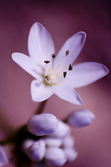 Image showing Garlic blossom